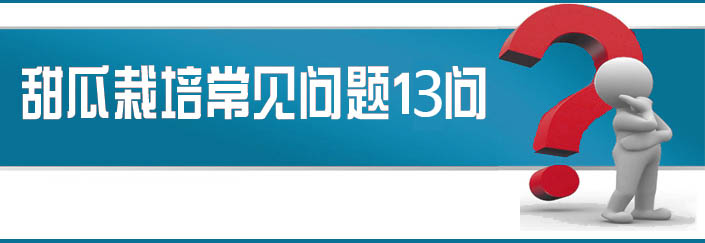 蔬菜種子栽培技術(shù)-<strong><font color='#006428'>甜瓜栽培常見問題13問？</font></strong>