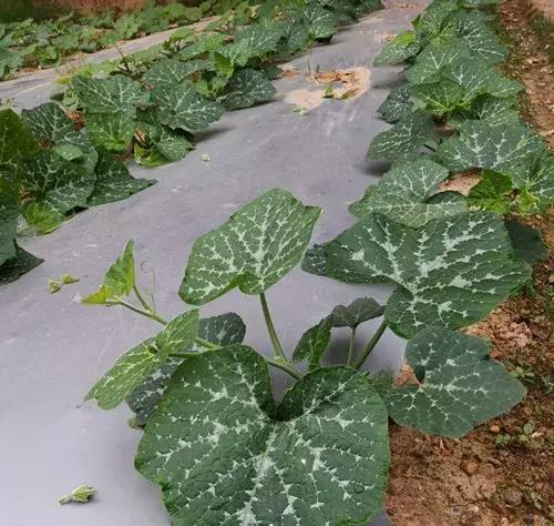 菜農(nóng)種植無需噴農(nóng)藥的蔬菜，不僅栽培簡單、而且效益高