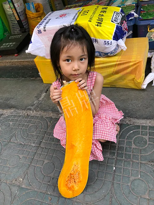 四川農(nóng)戶今年種“健美蜜本”南瓜產(chǎn)量高，品質(zhì)好，感覺巴適得很