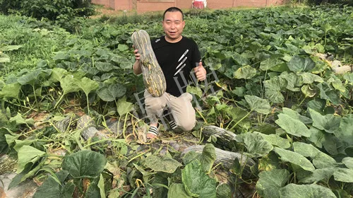 四川農(nóng)戶今年種“健美蜜本”南瓜產(chǎn)量高，品質(zhì)好，感覺巴適得很