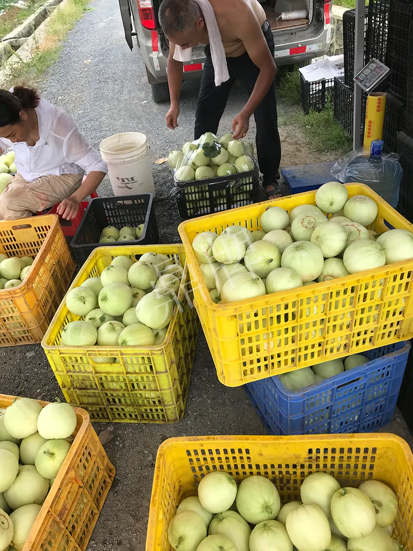 郴州農(nóng)戶種植新品種，果實又香又甜，很好賣