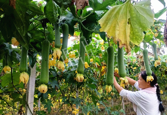 蔬菜種子種植戶(hù)客戶(hù)點(diǎn)評(píng)-8月，持續(xù)高溫下，這種絲瓜少見(jiàn)，少見(jiàn)！