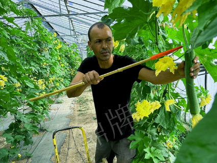 蔬菜種子種植戶(hù)客戶(hù)點(diǎn)評(píng)-這種絲瓜在法國(guó)，批發(fā)都是30元/kg