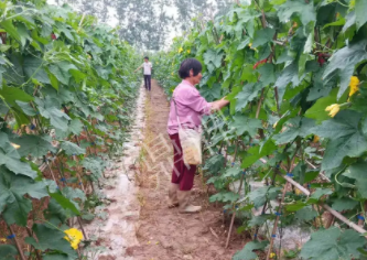 蔬菜種子種植戶客戶點(diǎn)評(píng)-85歲老奶奶，還是種植基地的領(lǐng)頭人，做的怎么樣？一起去看看…